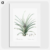 3-12_The-Lilies_picture