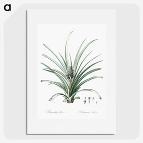 3-12_The-Lilies_picture