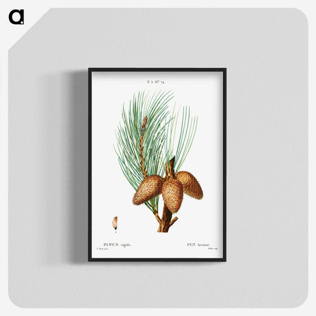 3-12_Treatise-on-Trees-and-Shrubs_blk-crop