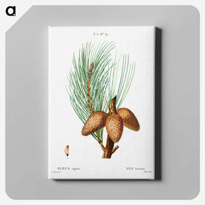 3-12_Treatise-on-Trees-and-Shrubs_canvas