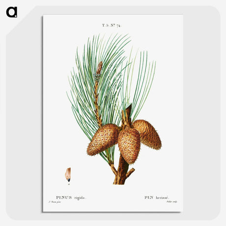 3-12_Treatise-on-Trees-and-Shrubs_picture-crop