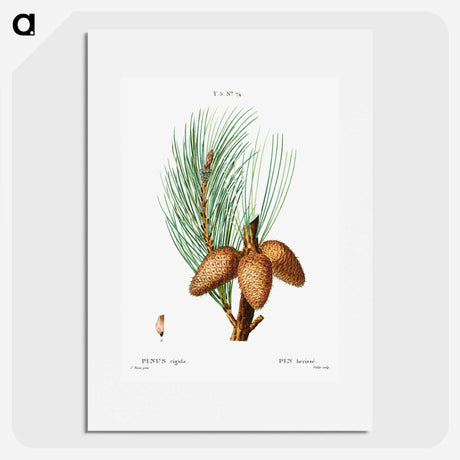 3-12_Treatise-on-Trees-and-Shrubs_picture