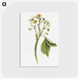 3-12_USDA-Watercolor-Fruit-Painting-Collection_postcard
