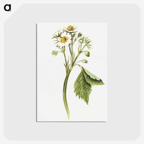 ヴィンテージのイチゴの花のイラスト - USDA 水彩フルーツ絵画コレクション Postcard.