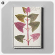 3-13_Anselmus-Boetius-de-Boodt_canvas