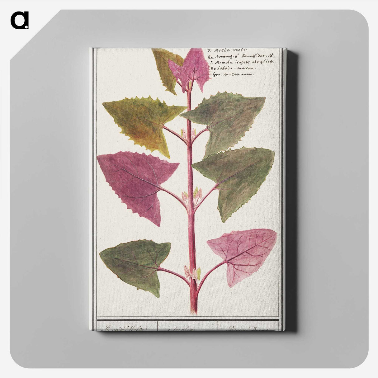 3-13_Anselmus-Boetius-de-Boodt_canvas