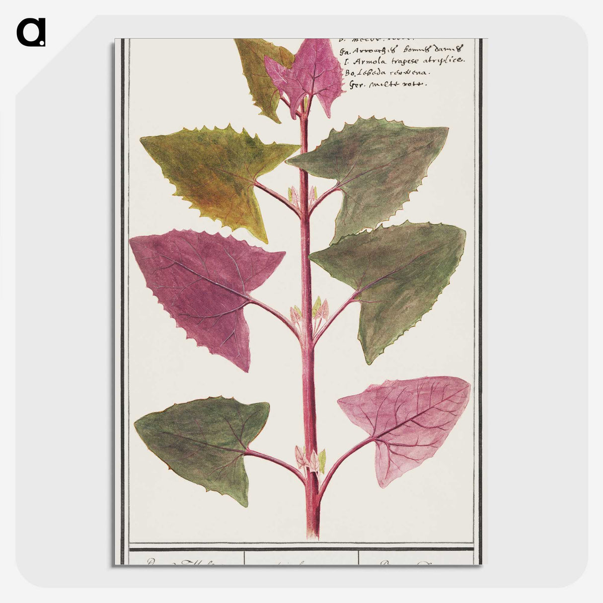 3-13_Anselmus-Boetius-de-Boodt_picture-crop