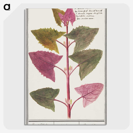 3-13_Anselmus-Boetius-de-Boodt_picture-crop
