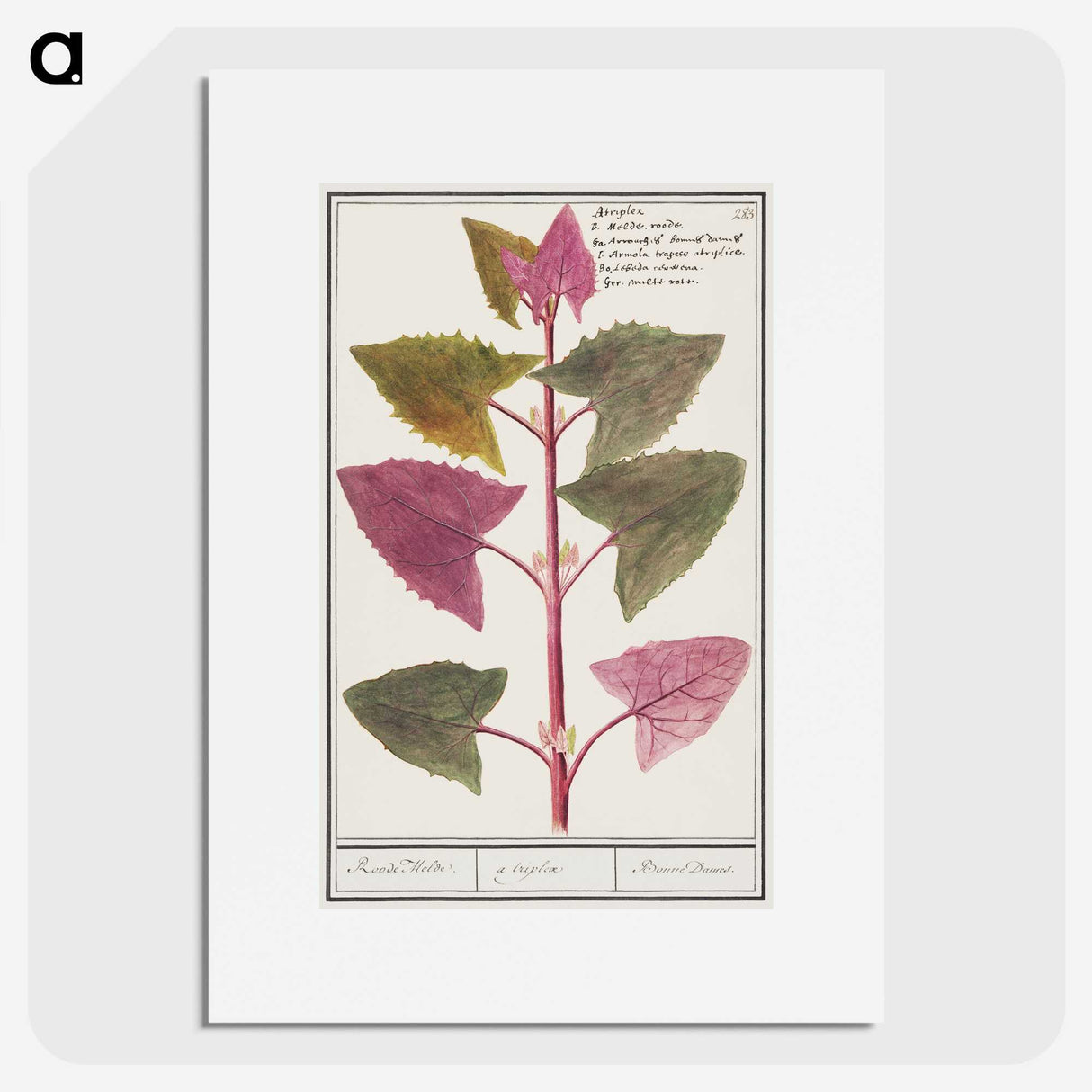 3-13_Anselmus-Boetius-de-Boodt_picture