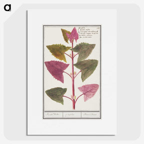 3-13_Anselmus-Boetius-de-Boodt_picture