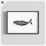 アートポスター-Whale from A Whaling Cruise to Baffin's Bay and the Gulf of Boothia and an Account of the Rescue of the Crew of the "Polaris"
 - 大英図書館 Poster.