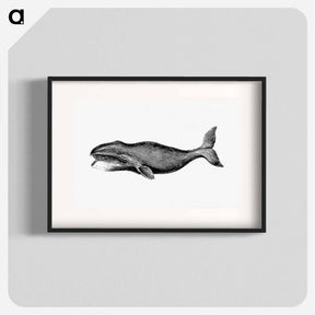 アートポスター-Whale from A Whaling Cruise to Baffin's Bay and the Gulf of Boothia and an Account of the Rescue of the Crew of the "Polaris"
 - 大英図書館 Poster.