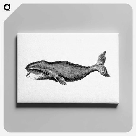 アートパネル-Whale from A Whaling Cruise to Baffin's Bay and the Gulf of Boothia and an Account of the Rescue of the Crew of the "Polaris"
 - 大英図書館 Canvas.