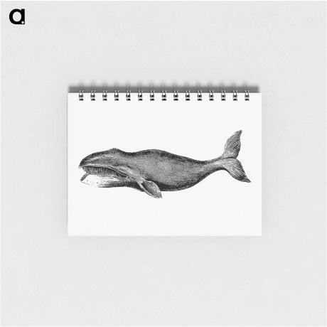アートメモ帳-Whale from A Whaling Cruise to Baffin's Bay and the Gulf of Boothia and an Account of the Rescue of the Crew of the "Polaris"
 - 大英図書館 Memo.