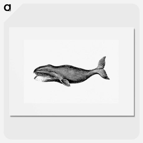 アートポスター-Whale from A Whaling Cruise to Baffin's Bay and the Gulf of Boothia and an Account of the Rescue of the Crew of the "Polaris"
 - 大英図書館 Poster.