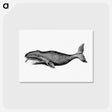 アートポストカード-Whale from A Whaling Cruise to Baffin's Bay and the Gulf of Boothia and an Account of the Rescue of the Crew of the "Polaris"
 - 大英図書館 Postcard.