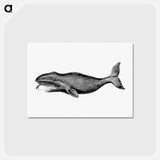 アートポストカード-Whale from A Whaling Cruise to Baffin's Bay and the Gulf of Boothia and an Account of the Rescue of the Crew of the "Polaris"
 - 大英図書館 Postcard.