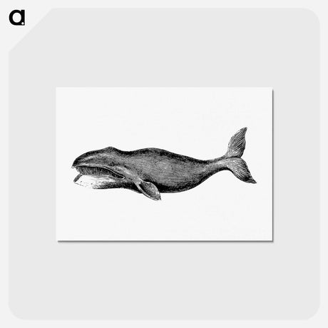 アートポストカード-Whale from A Whaling Cruise to Baffin's Bay and the Gulf of Boothia and an Account of the Rescue of the Crew of the "Polaris"
 - 大英図書館 Postcard.