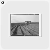 3-13_Dorothea-Lange_hagaki