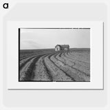 Power farming displaces tenants from the land in the western dry cotton area. Childress County, Texas Panhandle - Dorothea Lange Poster.