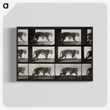 3-13_Eadweard-Muybridge_blk-crop