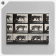 3-13_Eadweard-Muybridge_canvas