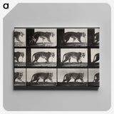 3-13_Eadweard-Muybridge_canvas