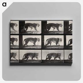 3-13_Eadweard-Muybridge_canvas