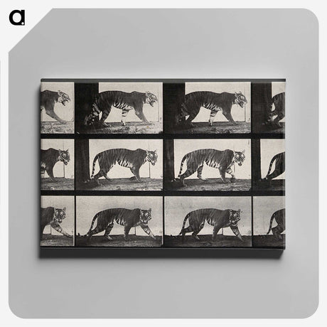 3-13_Eadweard-Muybridge_canvas