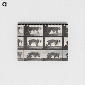3-13_Eadweard-Muybridge_memo