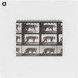 アートメモ帳-Tiger Walking
 - エドワード マイブリッジ Memo.