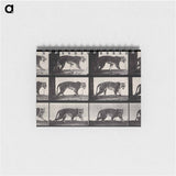 アートメモ帳-Tiger Walking
 - エドワード マイブリッジ Memo.
