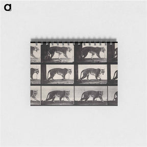 アートメモ帳-Tiger Walking
 - エドワード マイブリッジ Memo.