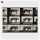 3-13_Eadweard-Muybridge_picture-crop