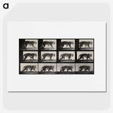 3-13_Eadweard-Muybridge_picture
