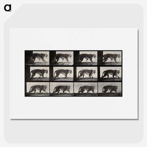 3-13_Eadweard-Muybridge_picture