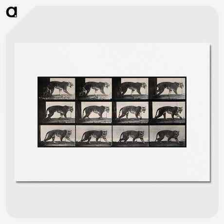 3-13_Eadweard-Muybridge_picture