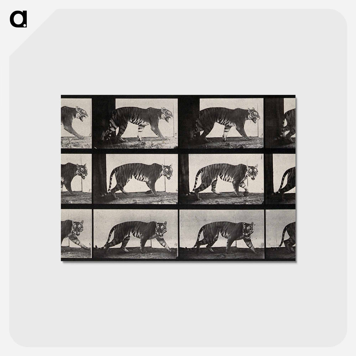 アートポストカード-Tiger Walking
 - エドワード マイブリッジ Postcard.