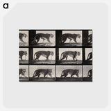 アートポストカード-Tiger Walking
 - エドワード マイブリッジ Postcard.