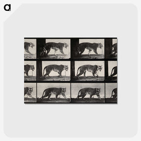 3-13_Eadweard-Muybridge_postcard
