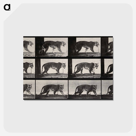 アートポストカード-Tiger Walking
 - エドワード マイブリッジ Postcard.