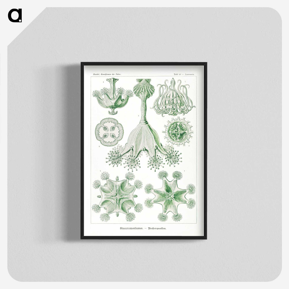 3-13_Ernst-Haeckel_blk-crop