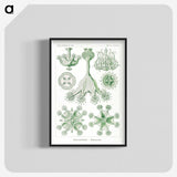 3-13_Ernst-Haeckel_blk-crop
