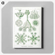 3-13_Ernst-Haeckel_canvas