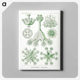 3-13_Ernst-Haeckel_canvas