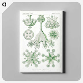3-13_Ernst-Haeckel_canvas