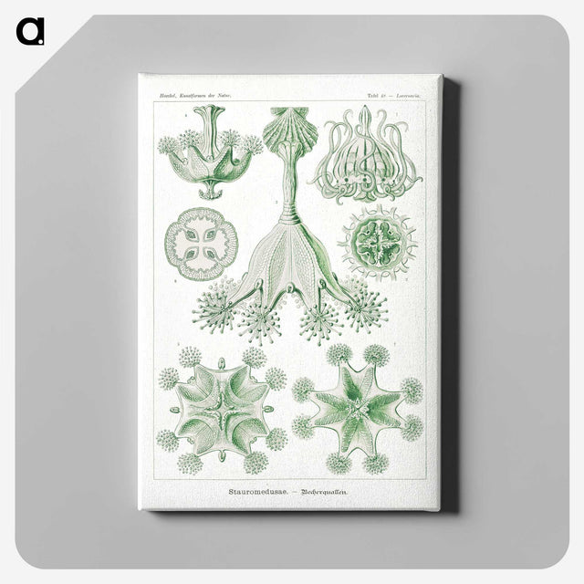 3-13_Ernst-Haeckel_canvas