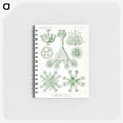 3-13_Ernst-Haeckel_memo