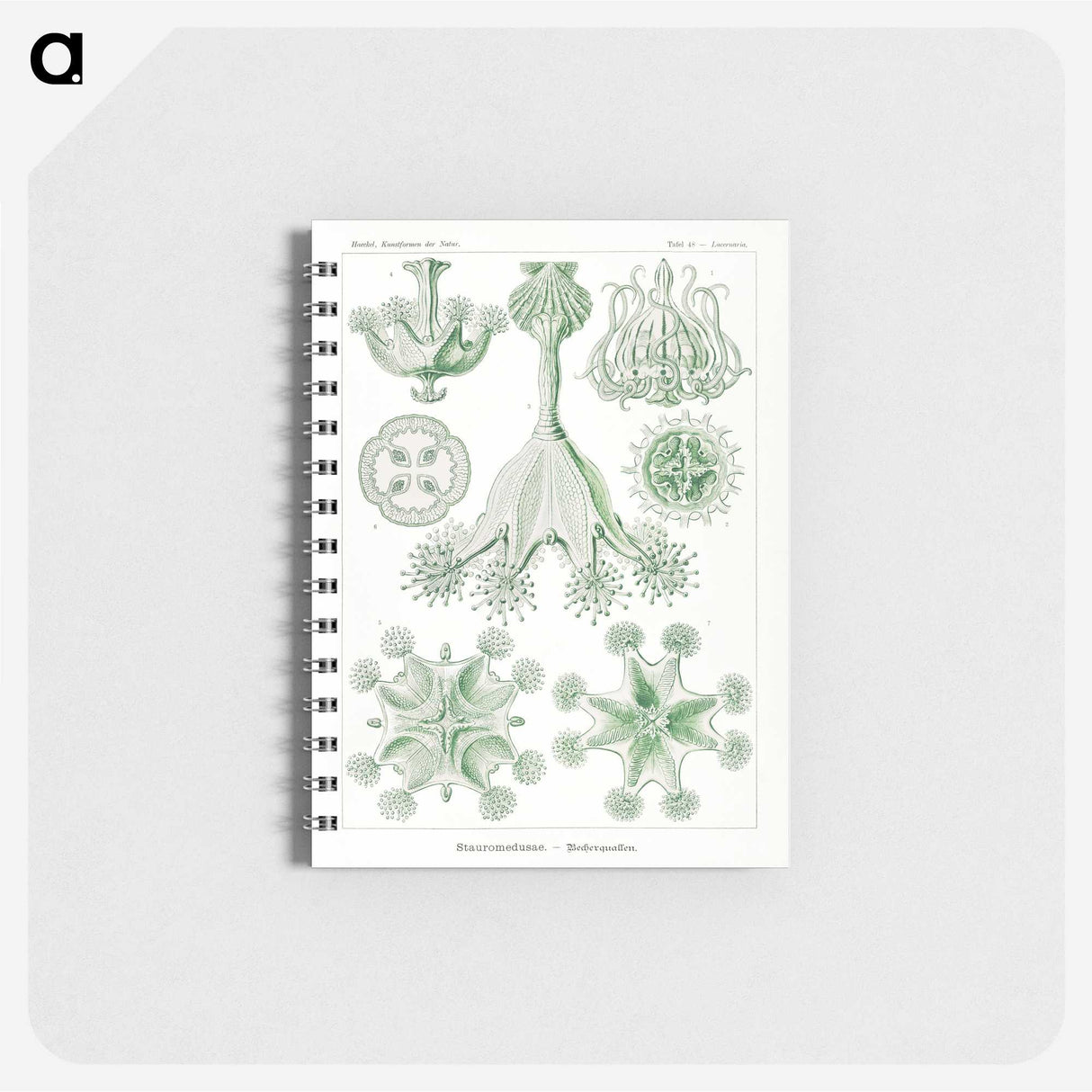 3-13_Ernst-Haeckel_memo