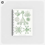 3-13_Ernst-Haeckel_memo